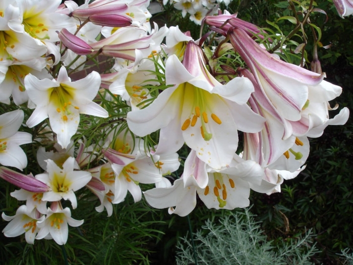 Лилия трубчатая вайт планет