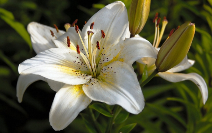 Белая лилия