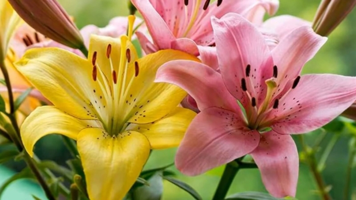 Лилия азиатская лаинхат