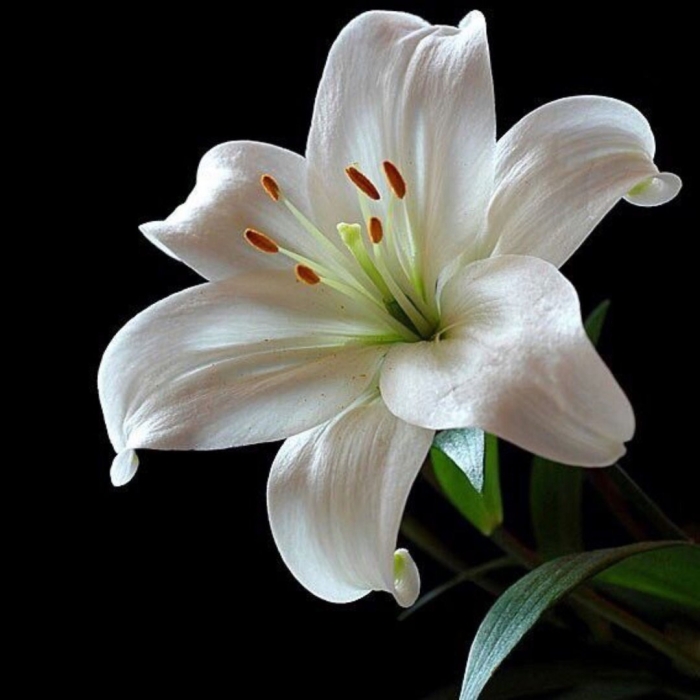 Лилия кустовая белая