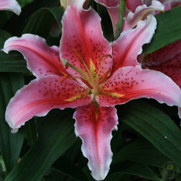 Лилия восточная диззи