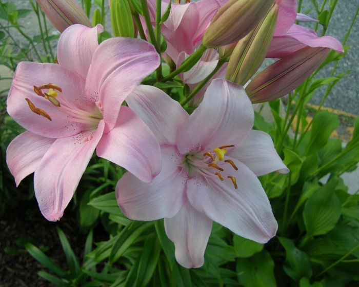 Лилия цветок