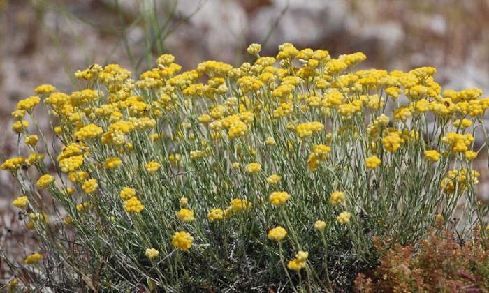 Бессмертник песчаный цмин