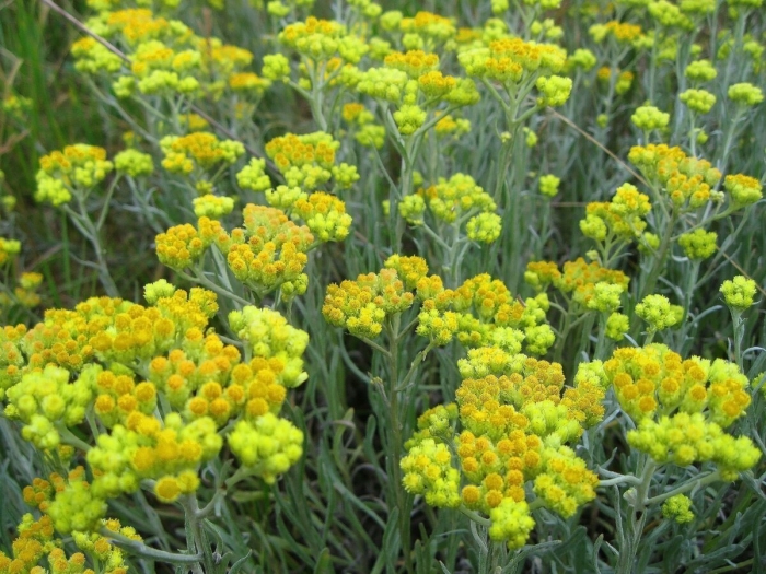 Бессмертник песчаный цмин