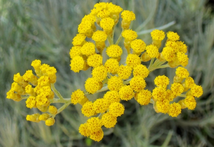 Helichrysum italicum