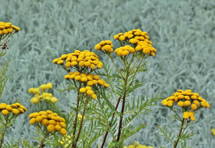 Пижма обыкновенная tanacetum vulgare