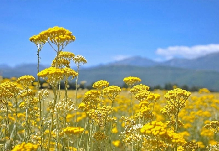 Бессмертник песчаный цмин