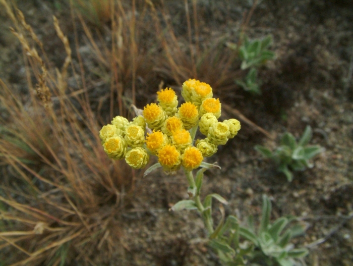 Бессмертник растение