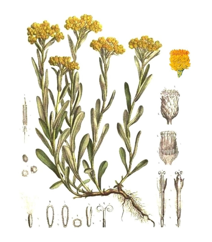 Бессмертник песчаный цмин