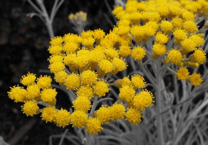 Helichrysum thianschanicum
