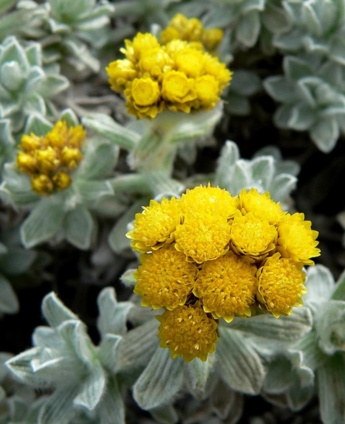 Helichrysum sanguineum