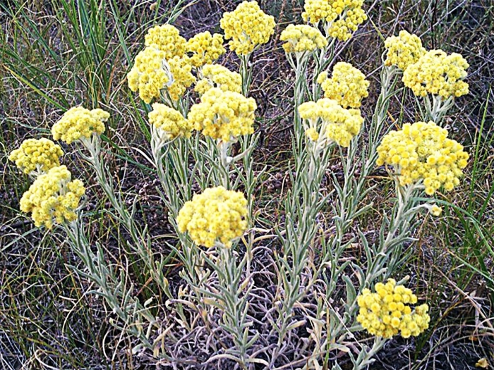 Бессмертник песчаный цмин