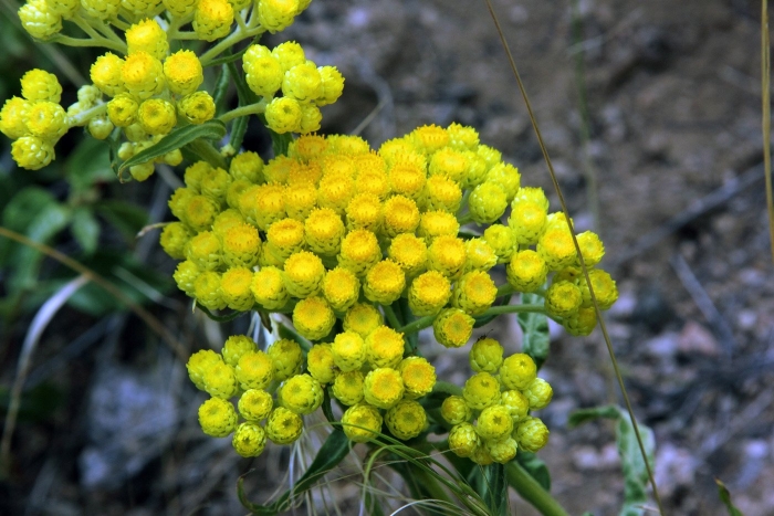 Helichrysum maracandicum