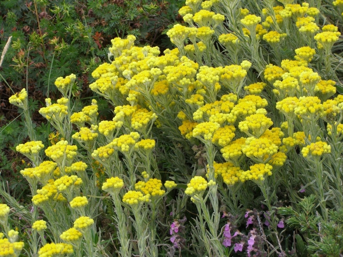 Helichrysum splendidum