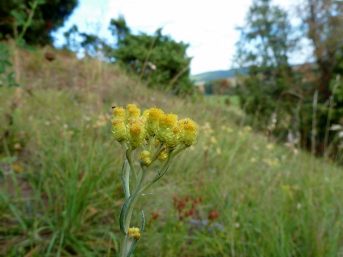 Бессмертник песчаный цмин