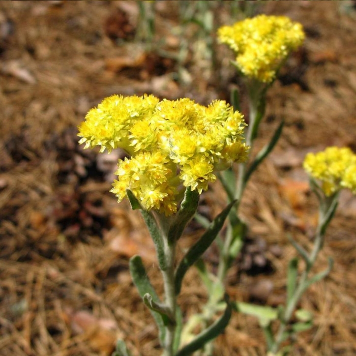 Растение бессмертник песчаный цмин