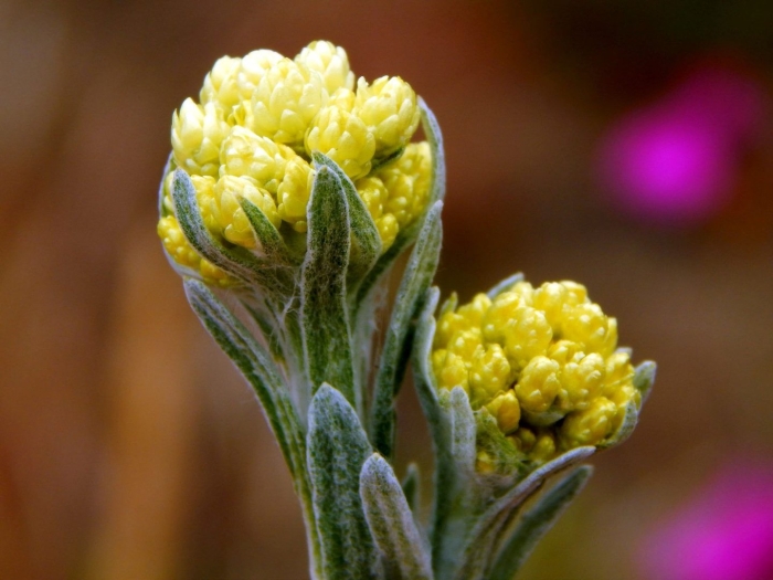 Растение бессмертник песчаный цмин