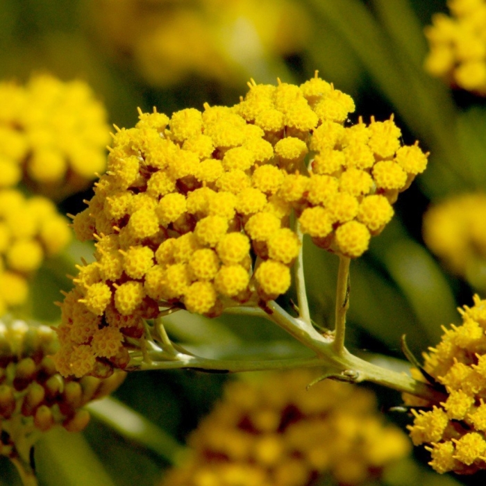 Бессмертник песчаный цмин