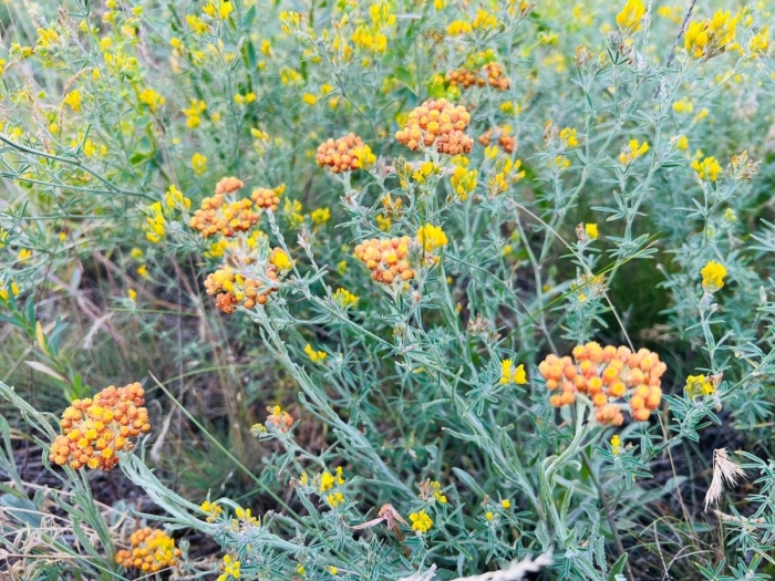 Бессмертник песчаный цмин