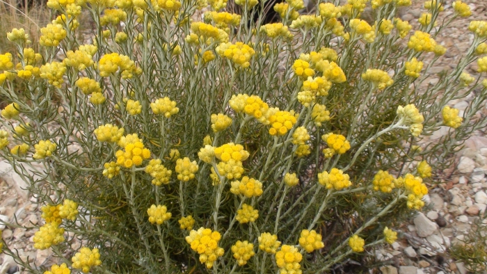 Бессмертник helichrysum stoechas