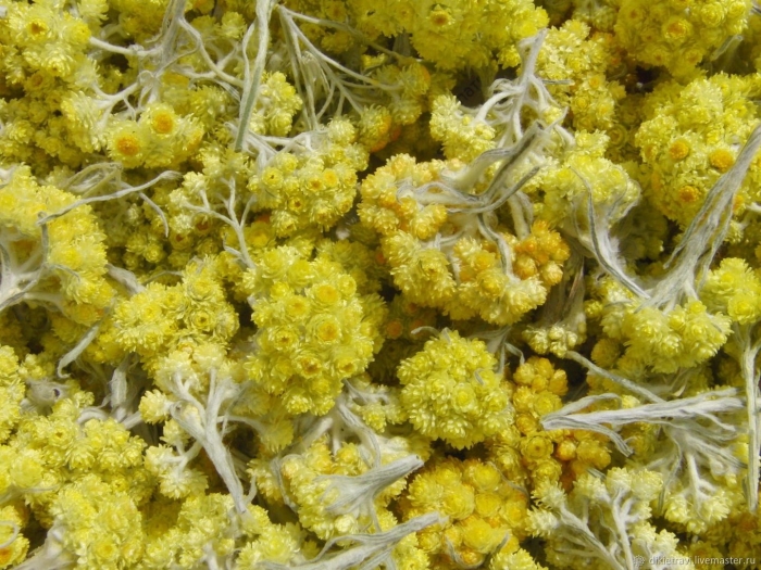 Цветки бессмертника песчаного