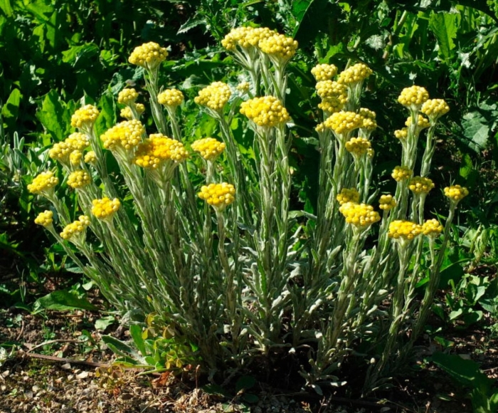 Helichrysum angustifolium