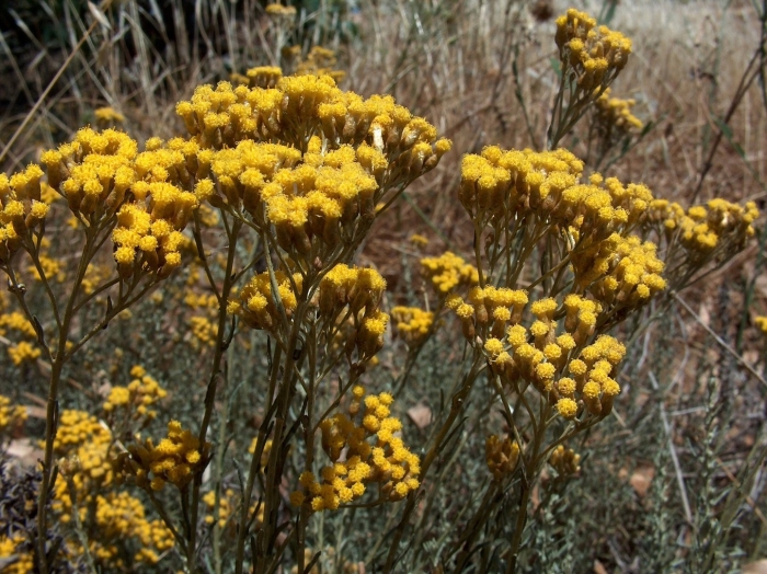 Бессмертник helichrysum italicum