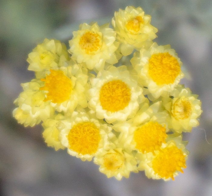 Бессмертник песчаный цмин