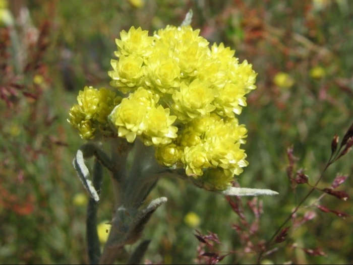 Бессмертник песчаный цмин