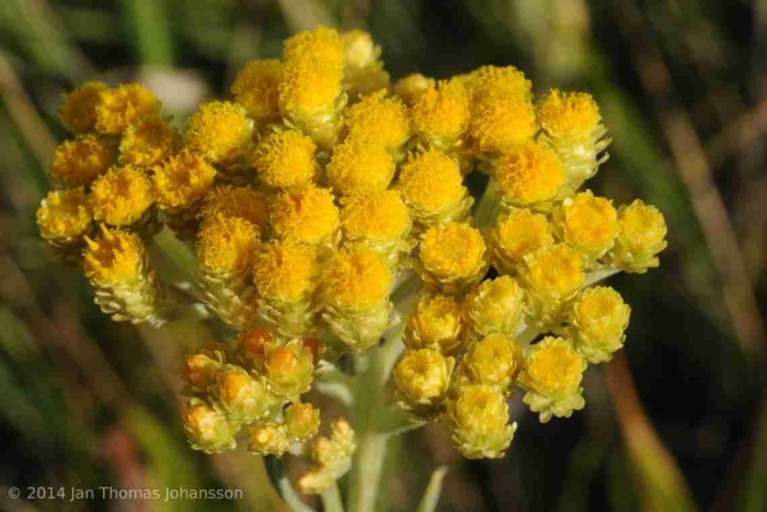 Растение бессмертник песчаный цмин
