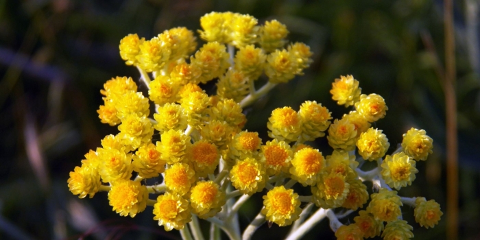 Бессмертник песчаный цмин