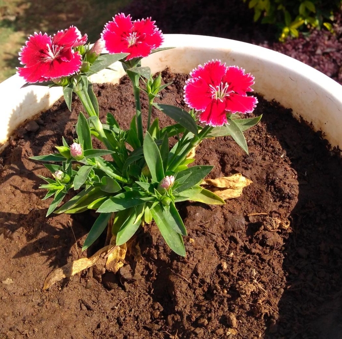 Китайская гвоздика