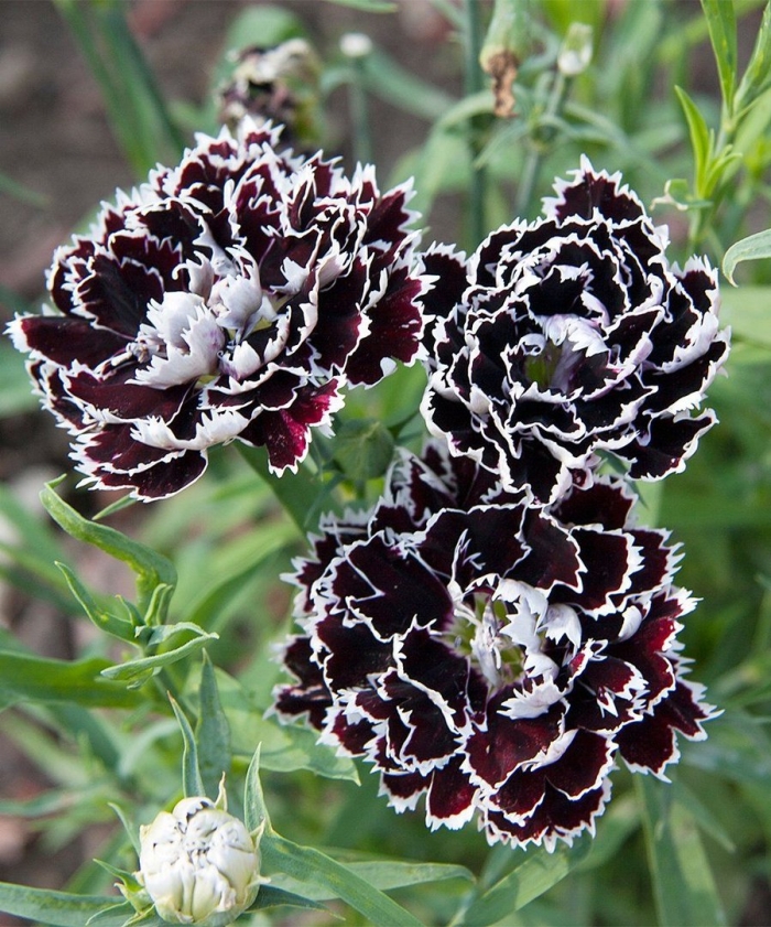 Гвоздика китайская геддевига