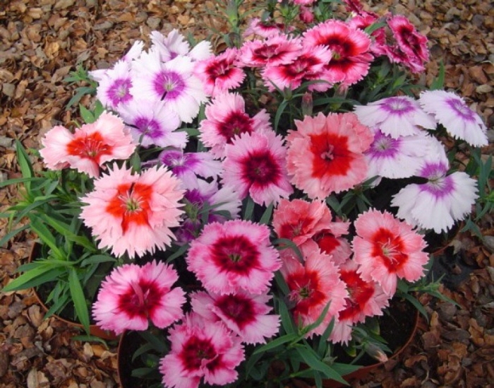 Гвоздика диана пикоти