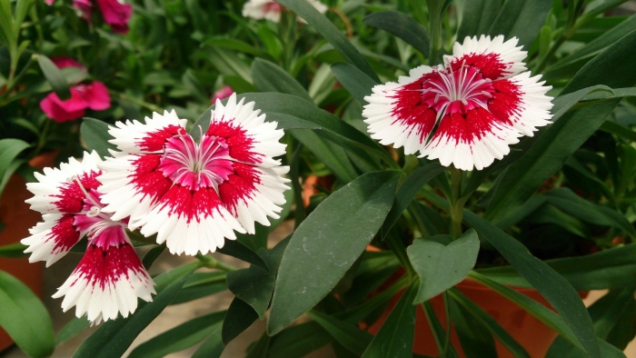 Dianthus chinensis гвоздика китайская