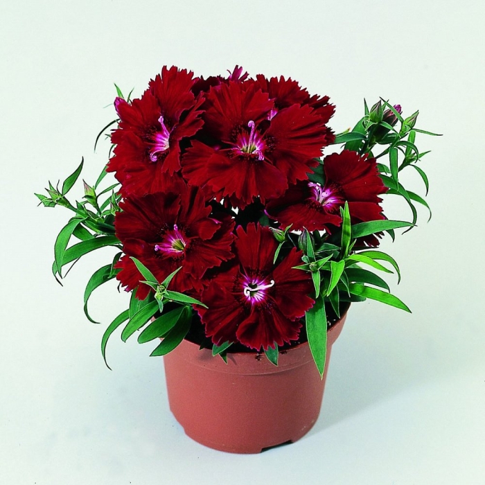 Гвоздика диана кримсон'