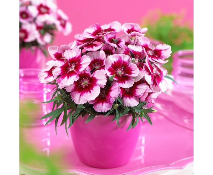 Гвоздика диана пикоти микс