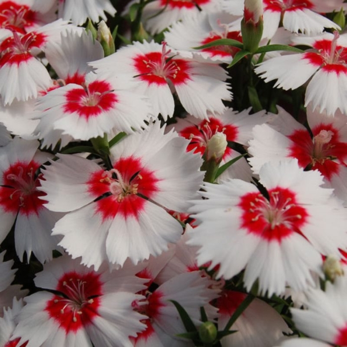 Гвоздика диана ред сентеред вайт