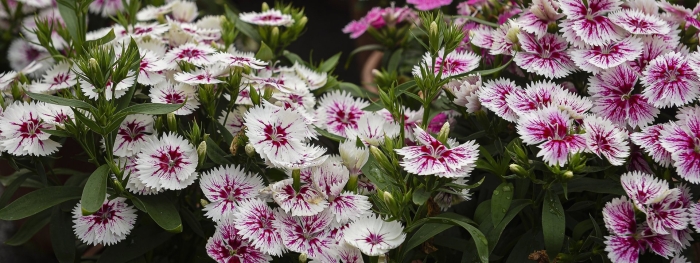 Гвоздика садовая баэнигна