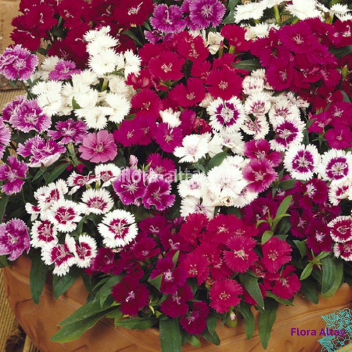 Гвоздика китайская диана микс