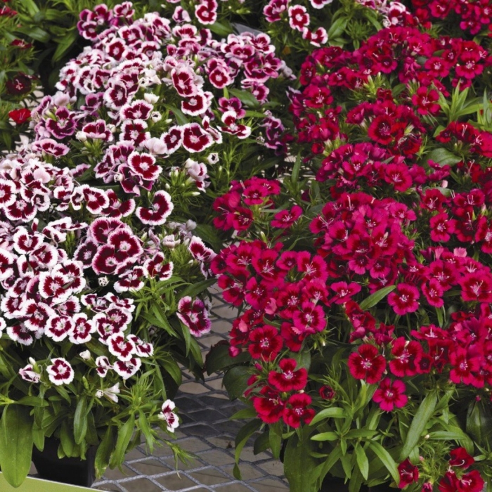 Гвоздика турецкая диабунда ред