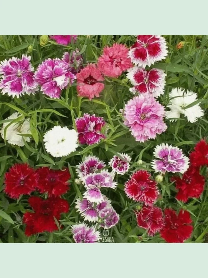 Гвоздика китайская махровая микс
