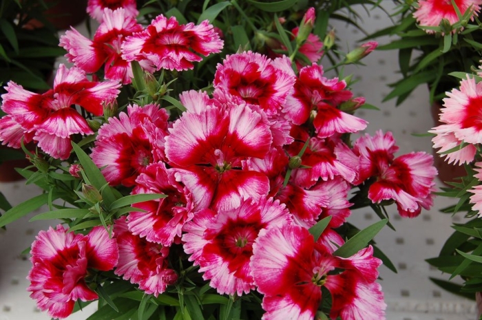 Гвоздика диана кримсон'