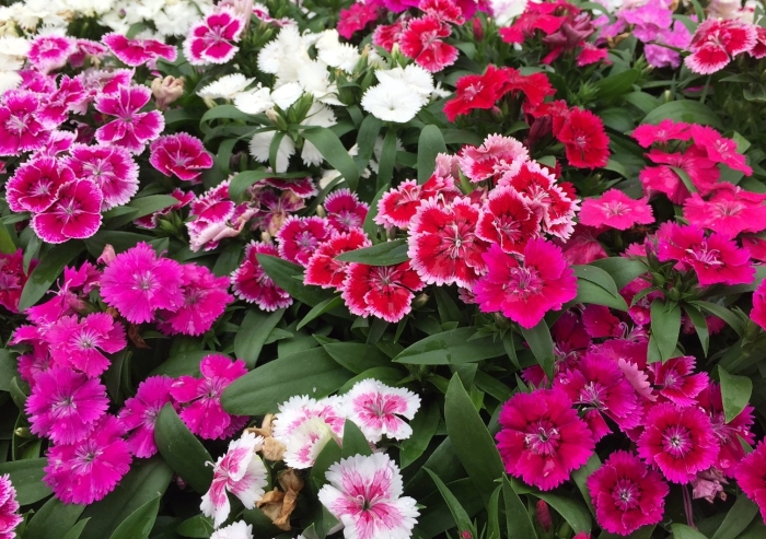 Гвоздика dianthus diana mix