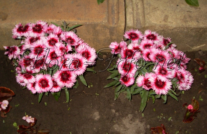 Гвоздика китайская диана кримсон пикоти