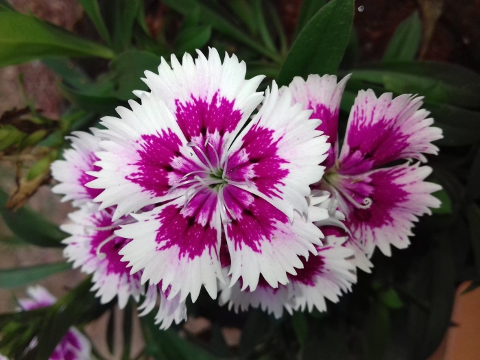 Цветок гвоздика