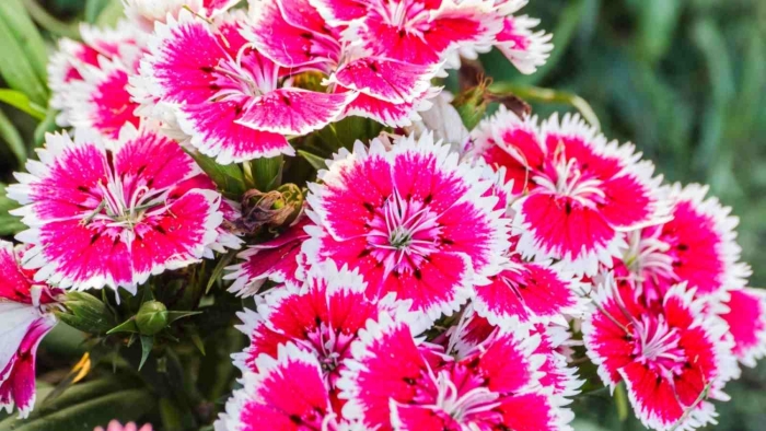 Гвоздика однолетняя