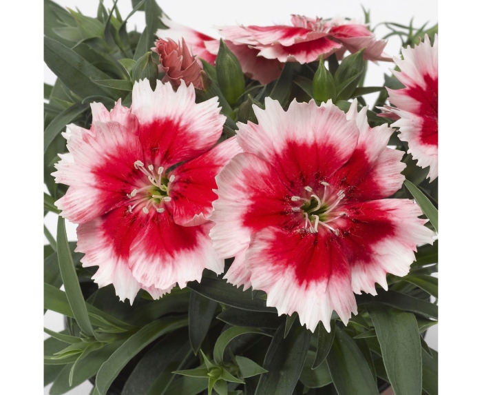 Гвоздика суперпарфайт