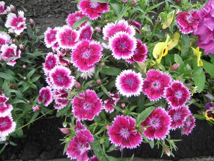 Гвоздика китайская многолетняя