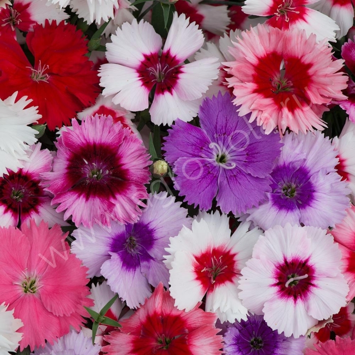 Гвоздика диана парпл сентеред вайт